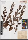 Foto von Salix aurita L.